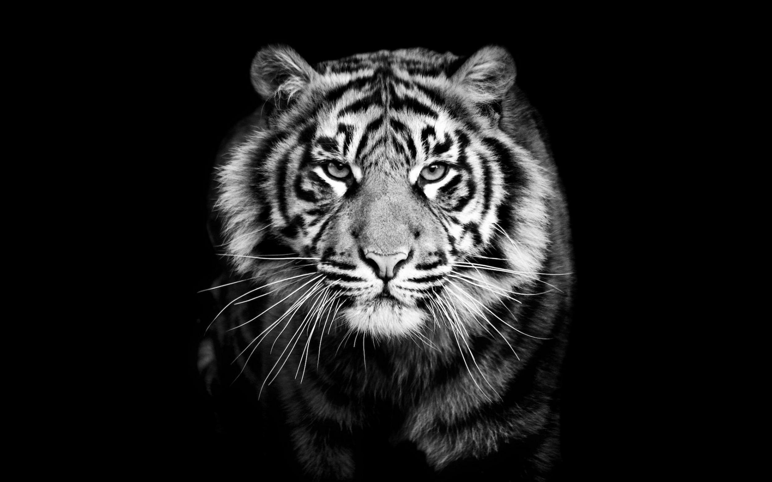 Black-And-White-Tiger-Wallpapers-016.jpg