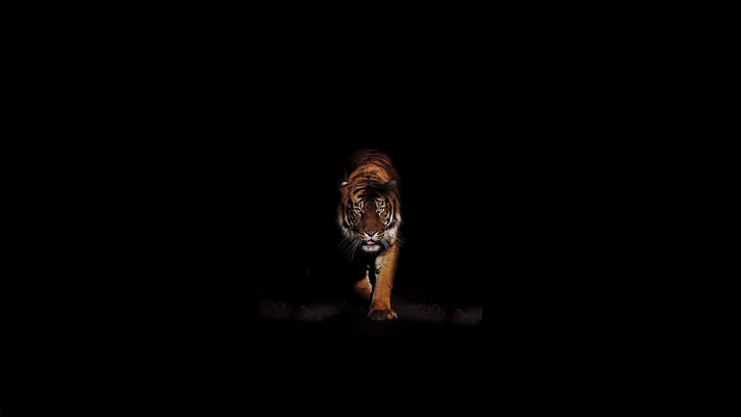 Tiger01-2560x1440.jpg