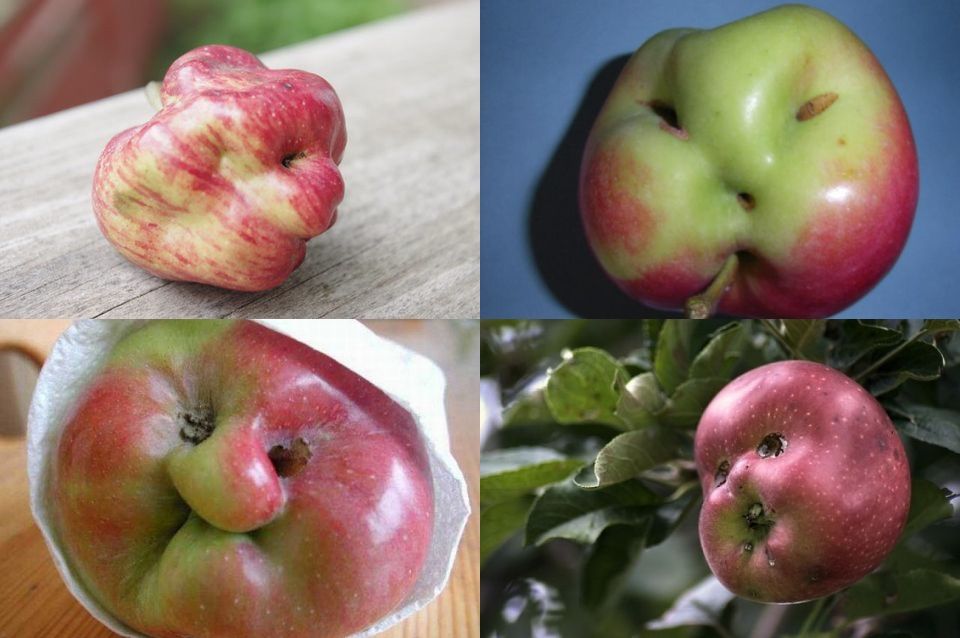 uglyapple.jpg