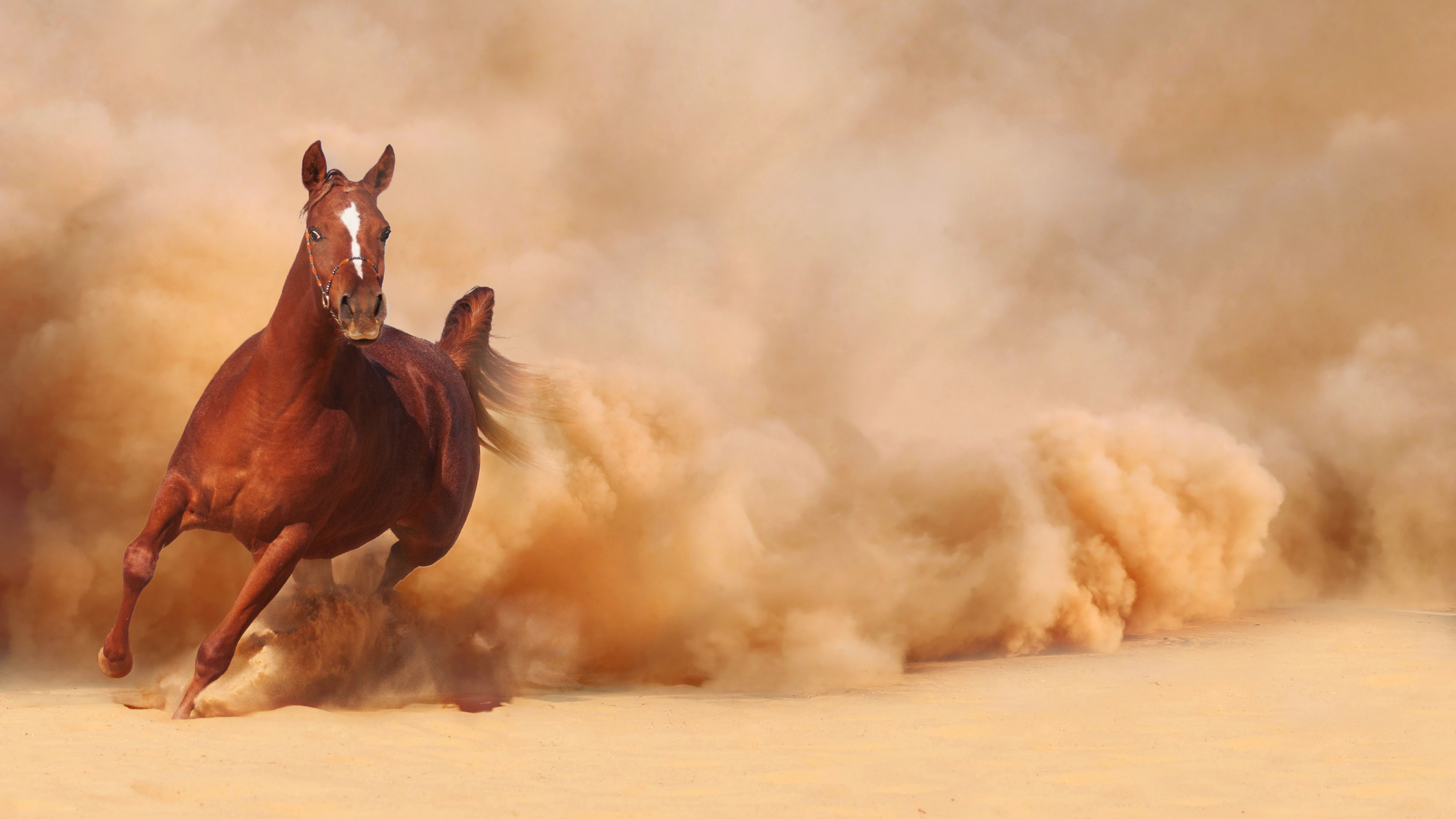 horse,-running,-dust-226499.jpg