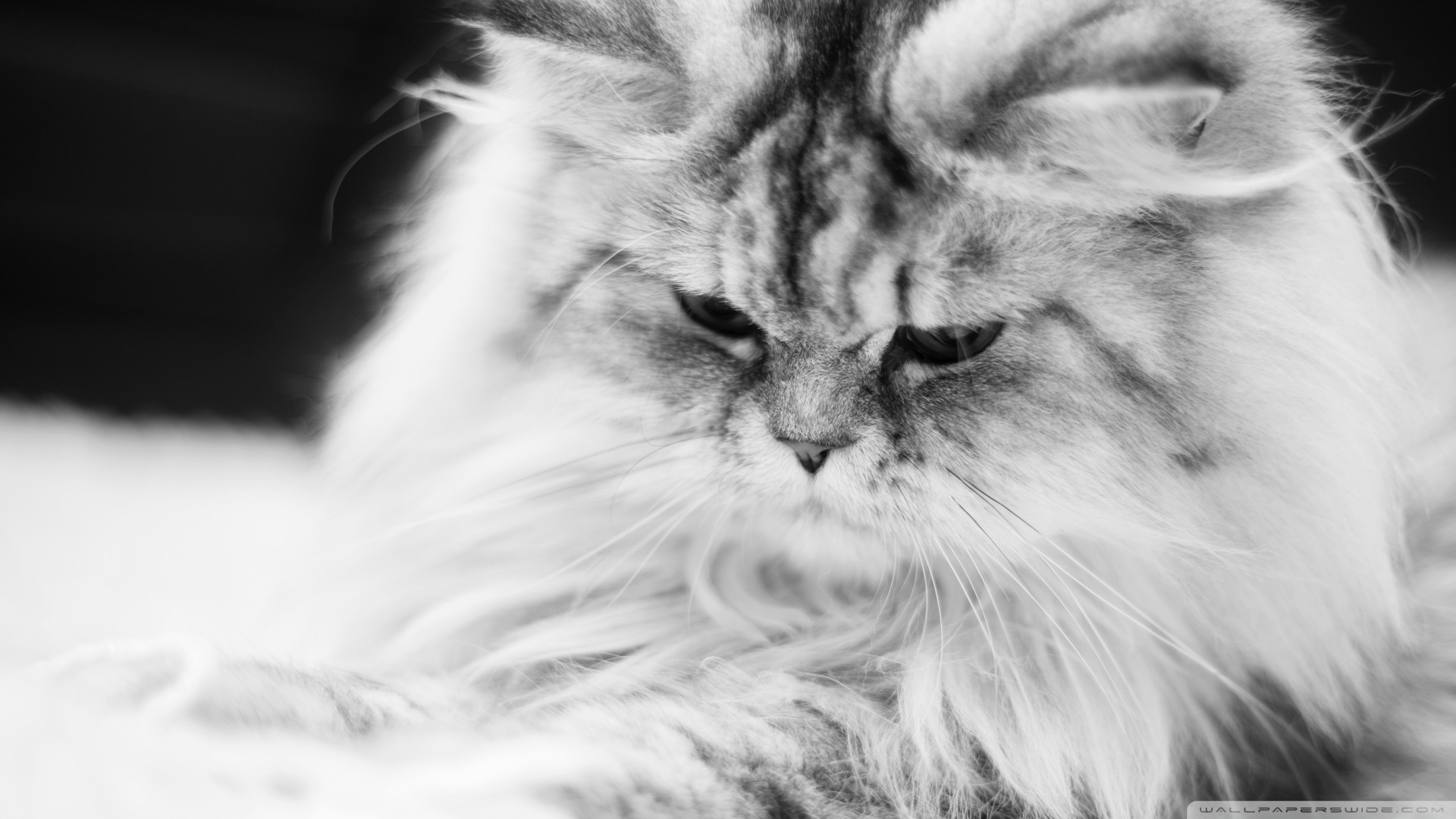 wallpaperswide.com_cute_fluffy_cat_black_and_white-wallpaper-1920x1080.jpg