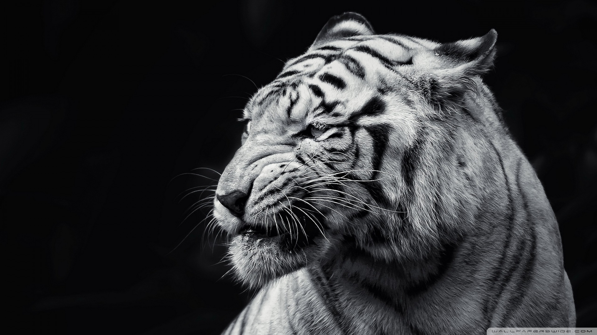 wallpaperswide.com_tiger_black_and_white_2-wallpaper-1920x1080.jpg