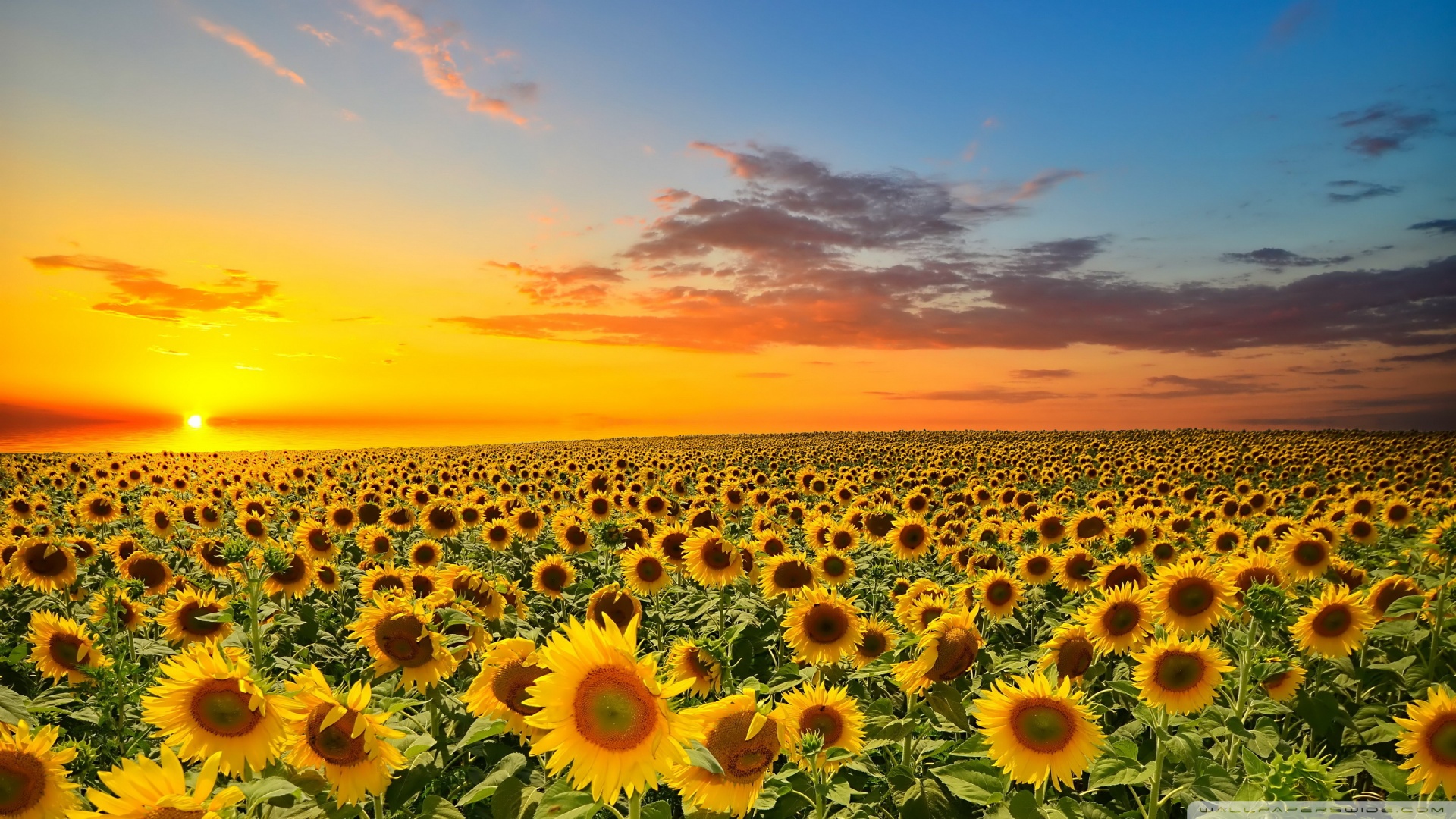 sunset_over_sunflowers_field-wallpaper-1920x1080.jpg