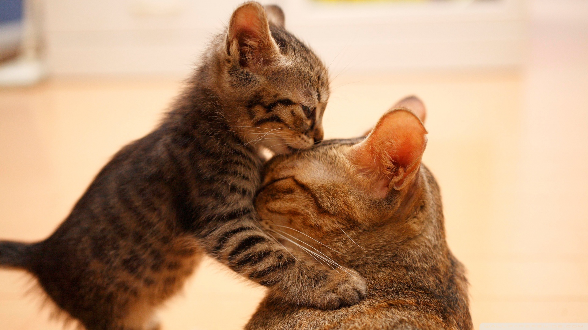tender_moment_between_a_cat_and_her_kitten-wallpaper-1920x1080.jpg