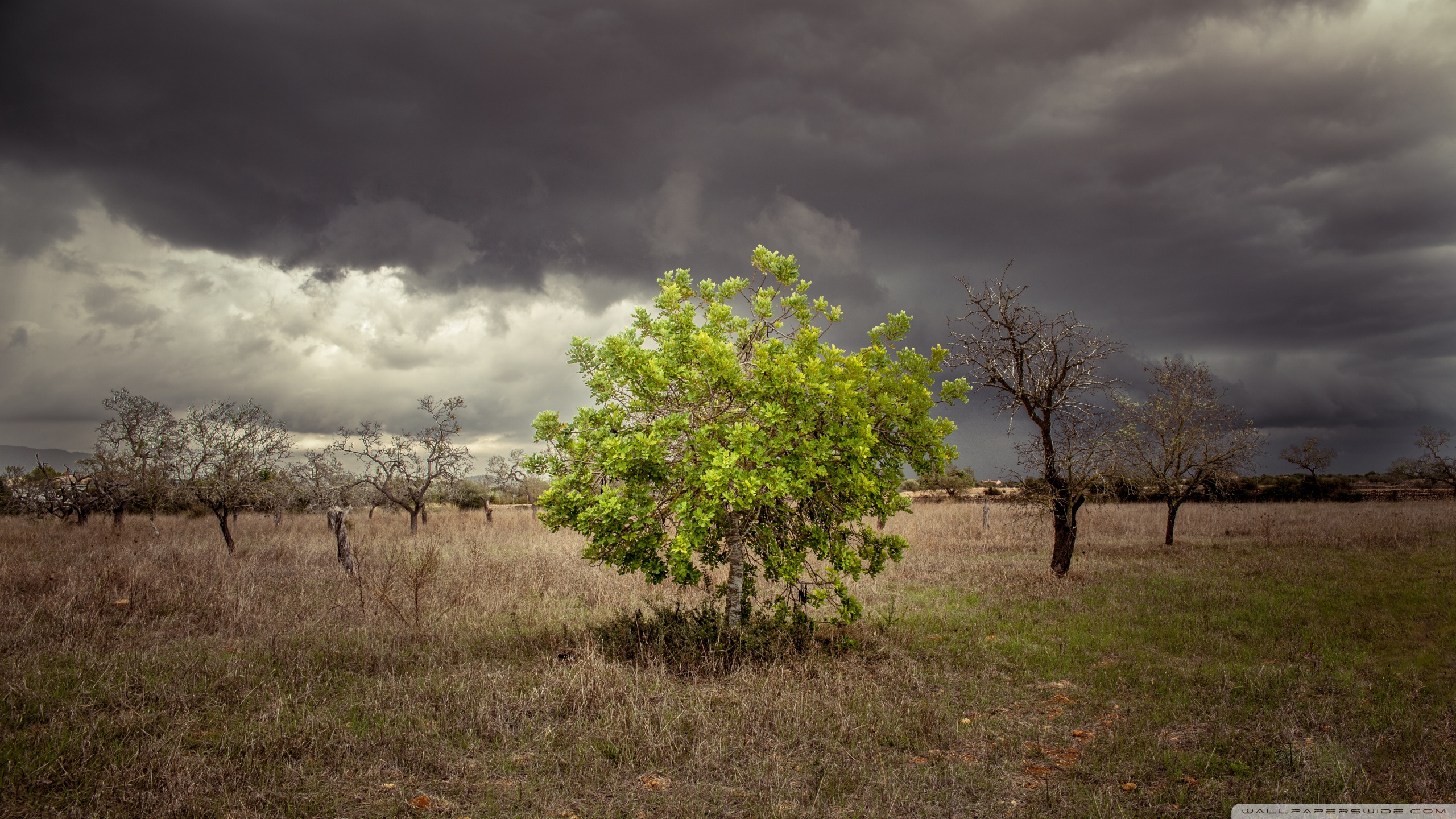 a_single_green_tree_surrounded_by_dead_trees-wallpaper-2560x1440.jpg