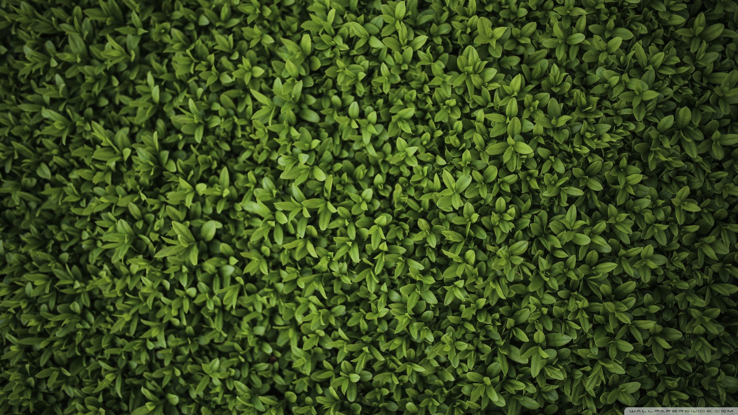 green_fence-wallpaper-2560x1440.jpg