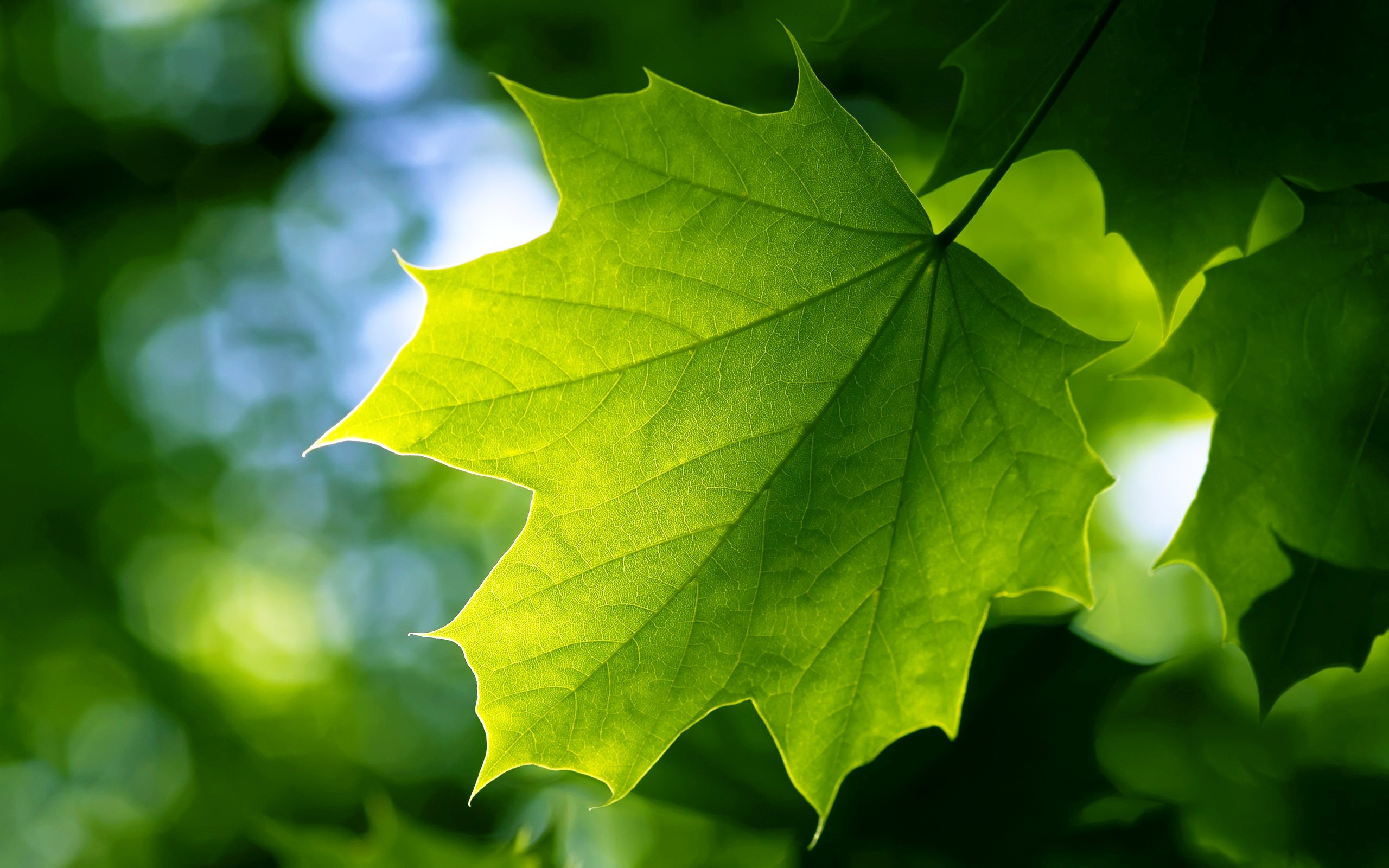 green-leaf-39.jpg