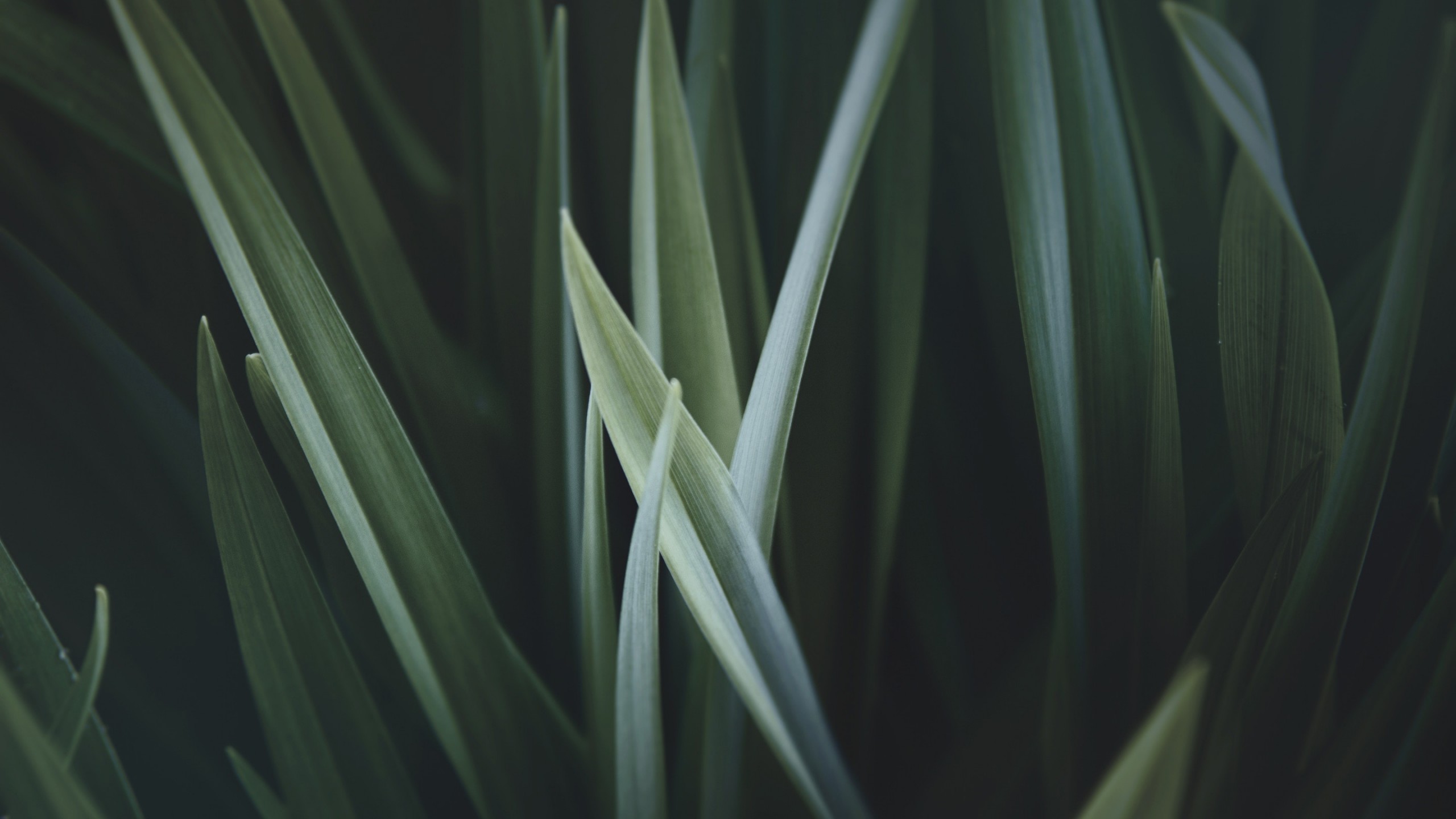 grass-2560x1440-hd-17898.jpg