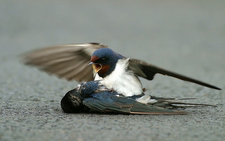 Swallows13.jpg