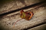 autumn-leaf-1728845_640.jpg