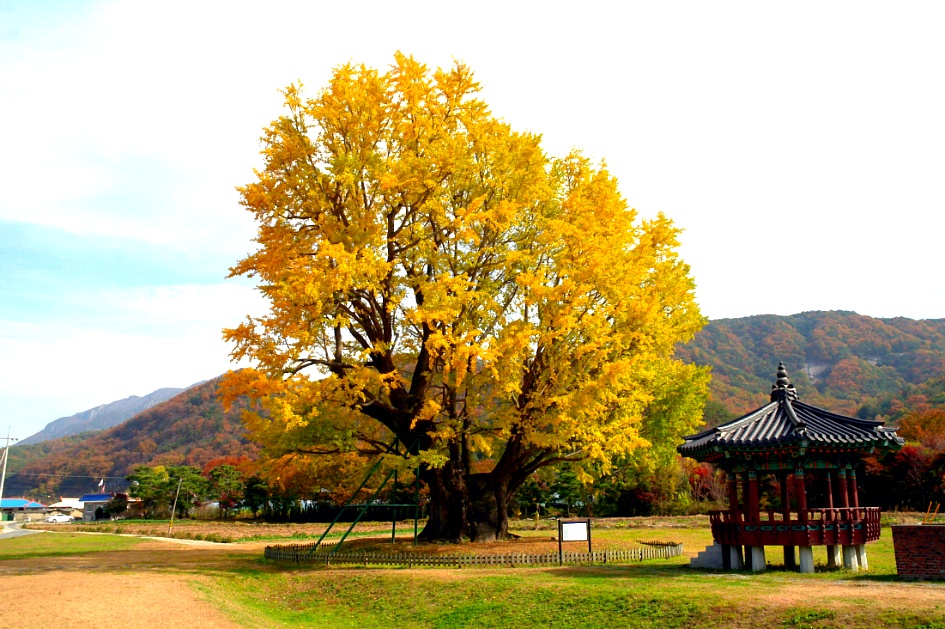 금산 요광리.jpg