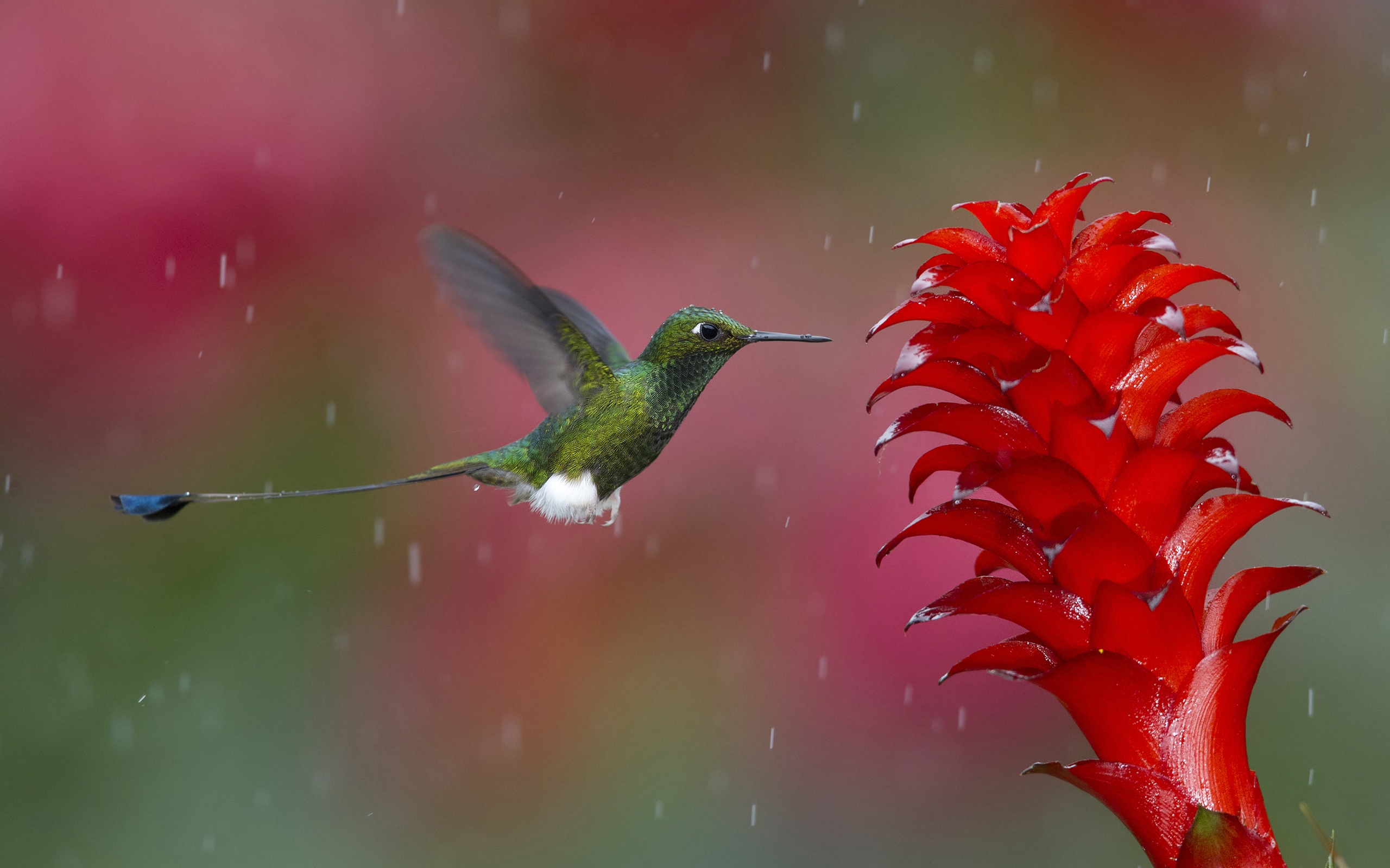 Rainy-day-hummingbird-gather-nectar-red-flower_2560x1600.jpg