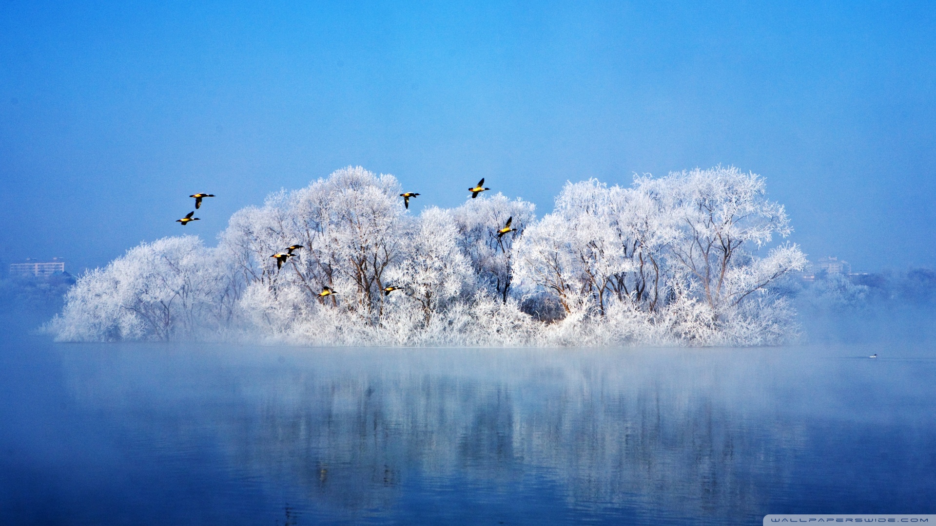 most_beautiful_winter-wallpaper-1920x1080.jpg