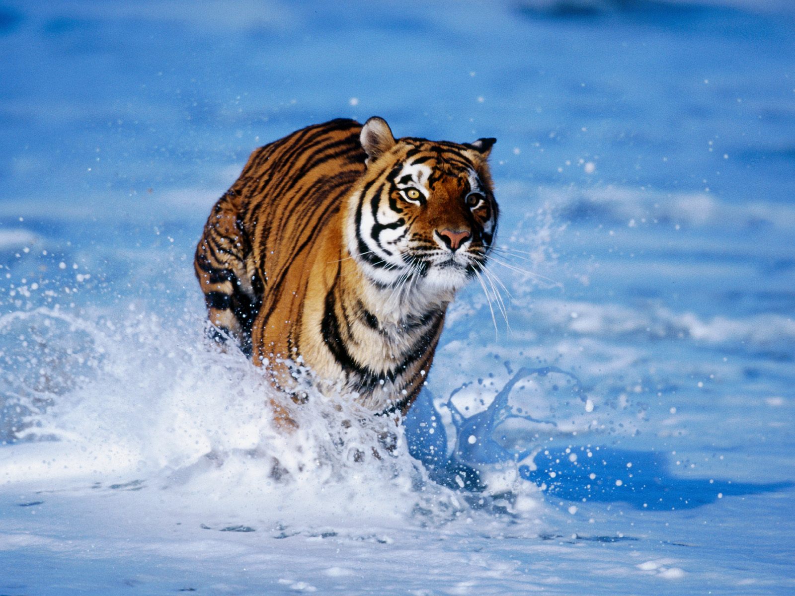 Tiger_0001.jpg