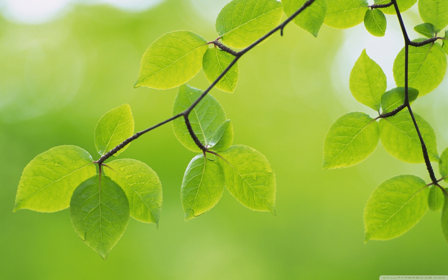 branch_with_green_leaves_26-wallpaper-1440x900.jpg