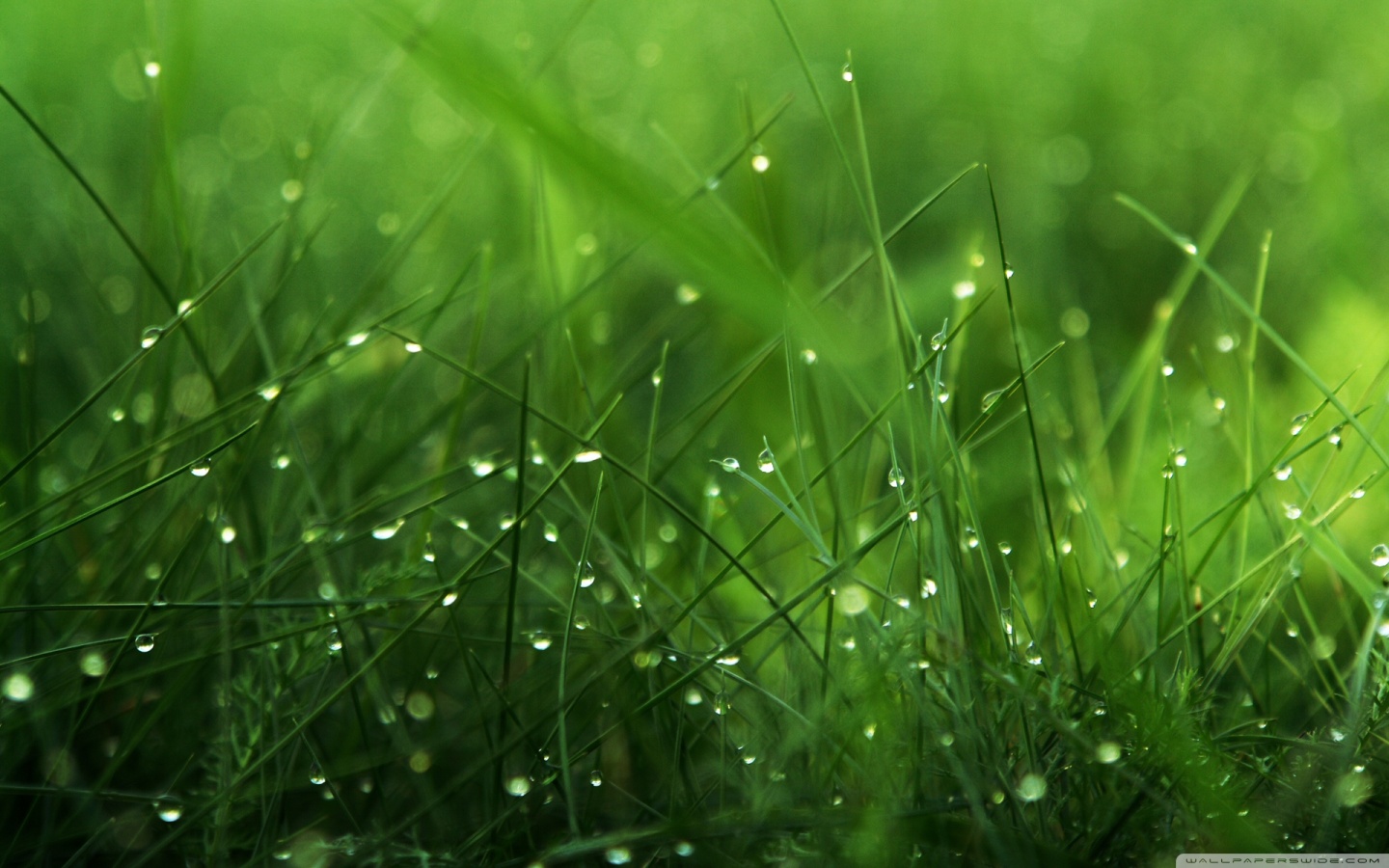 dew_on_grass-wallpaper-1440x900.jpg