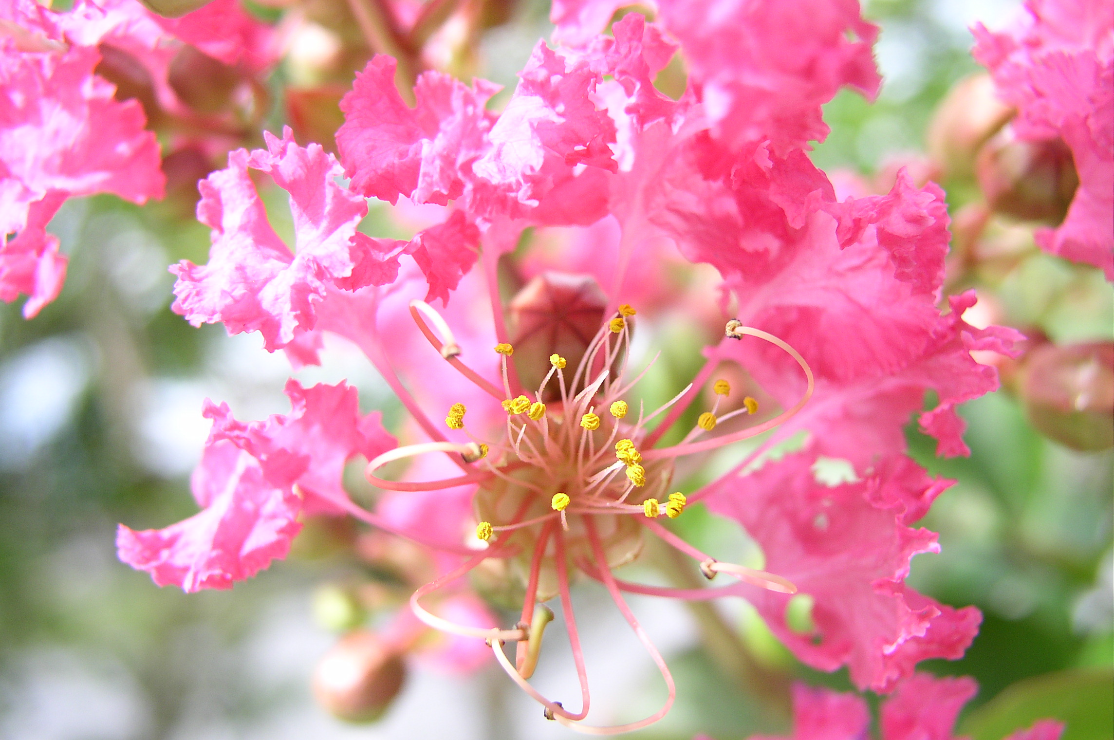 배롱나무 꽃.JPG