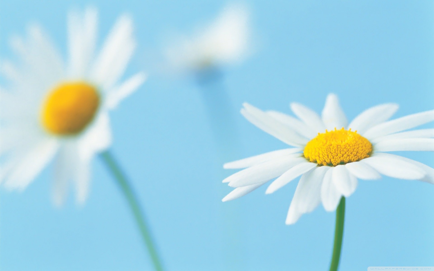 white_daisies_2-wallpaper-1440x900.jpg