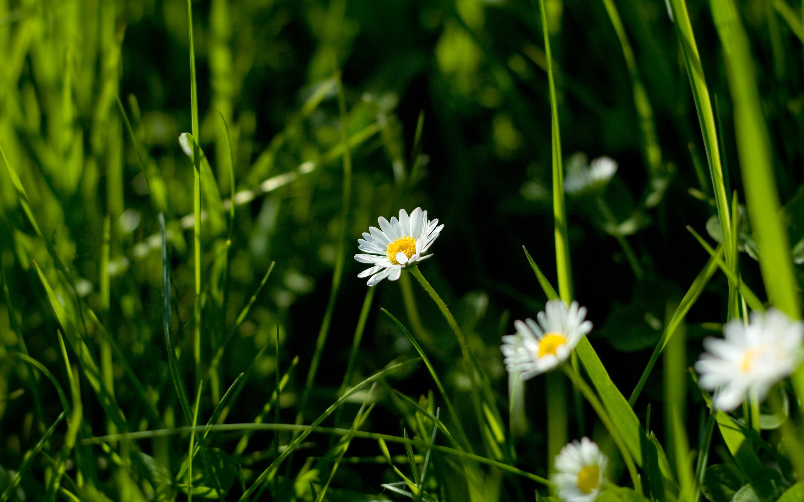 the_white_flower.jpg