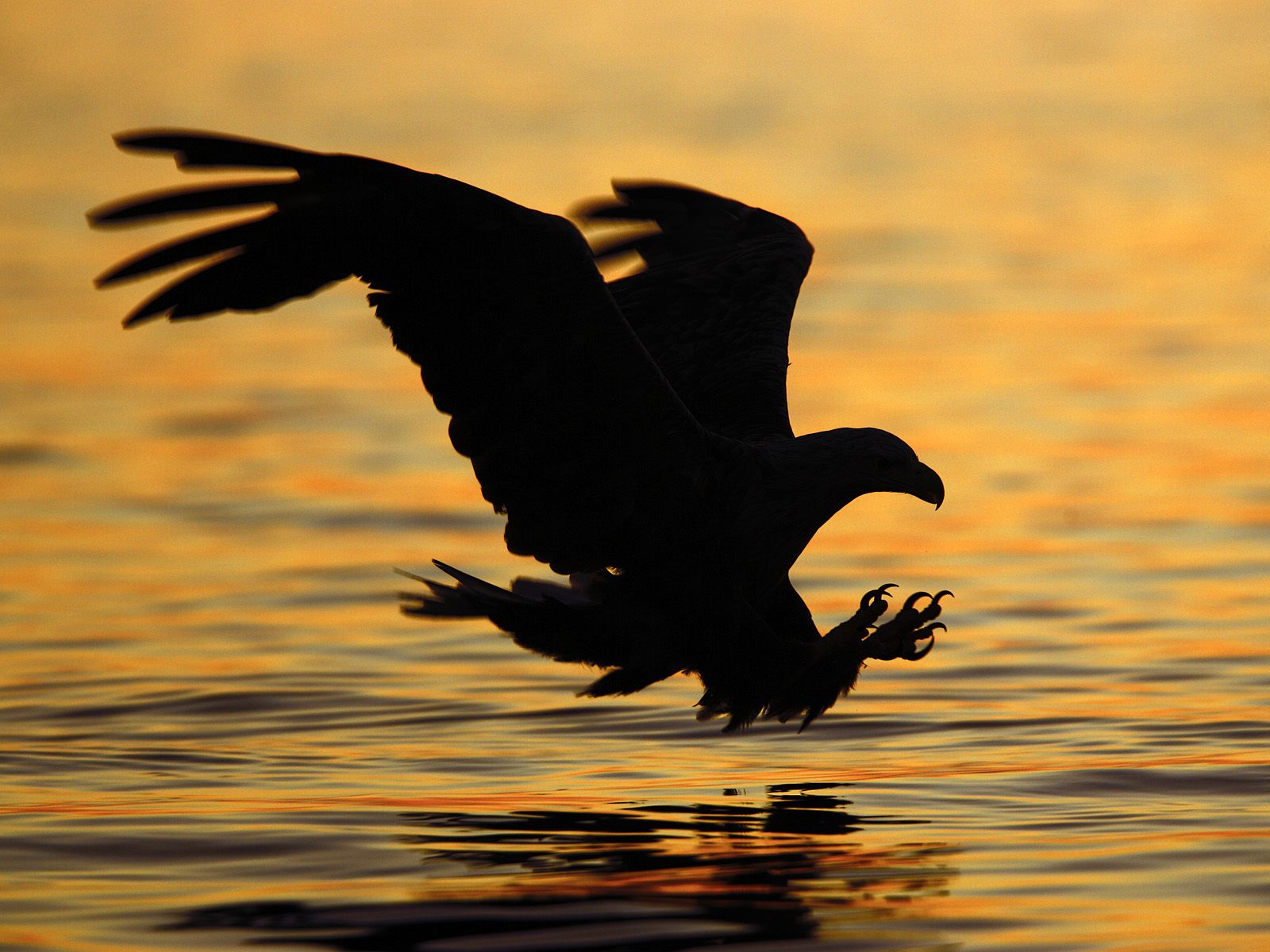 Fishing Eagle.jpg