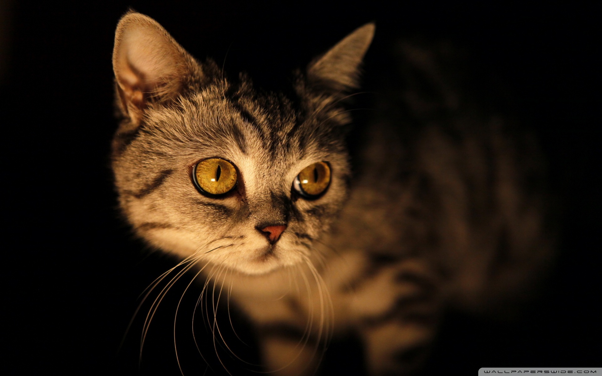 mysterious_cat_2-wallpaper-1920x1200.jpg