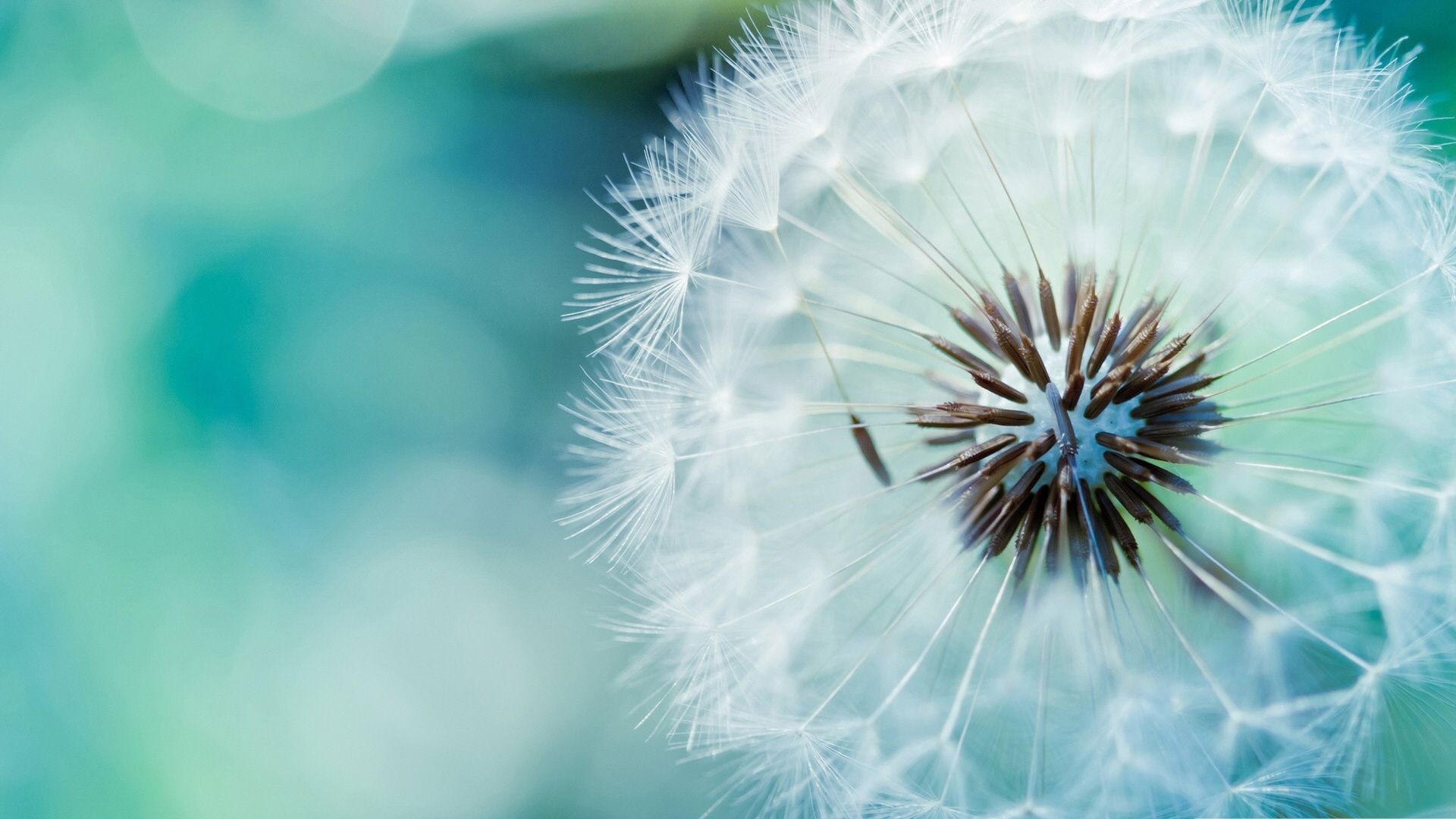 dandelion_flower_3-wallpaper-1920x1080.jpg