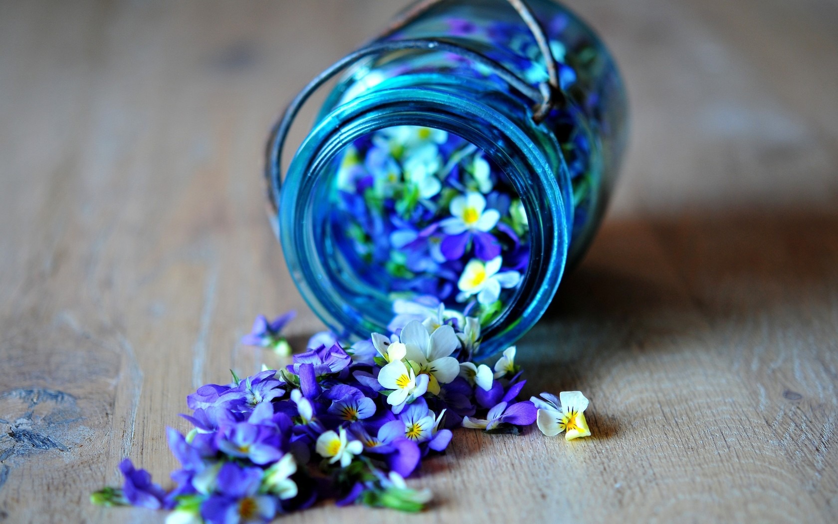 Delicate Purple Flowers.jpg