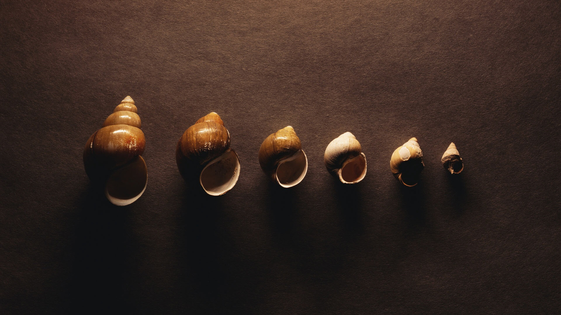 snail_shells-wallpaper-1920x1080.jpg