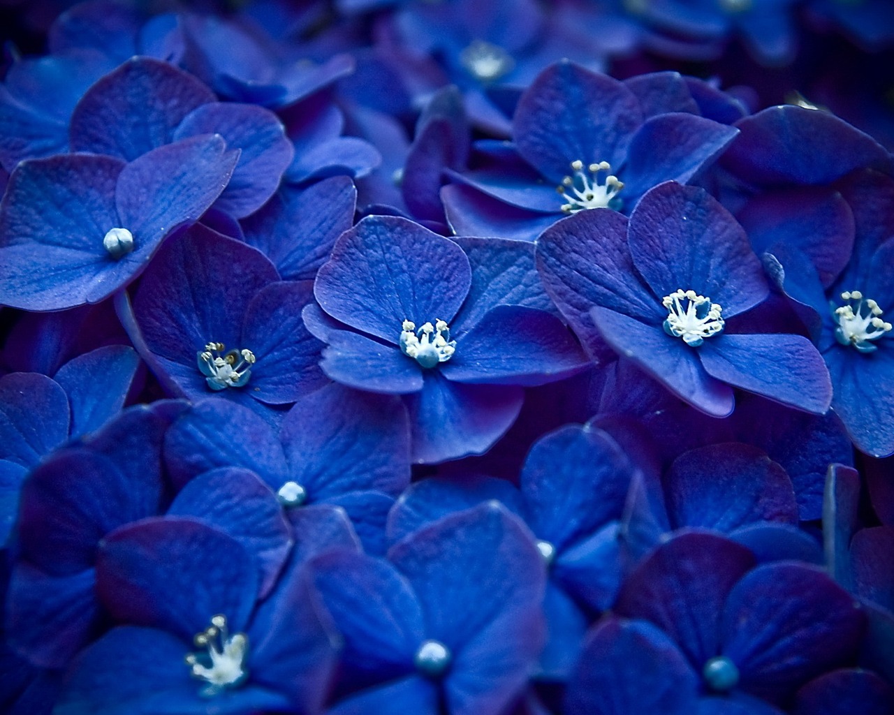 Cute_blue_flowers_1280 x 1024.jpg
