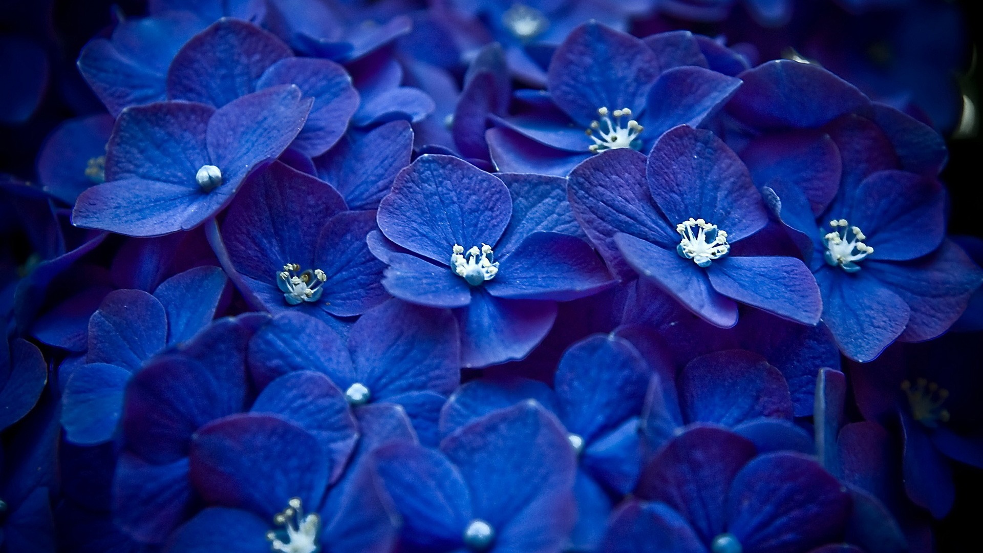 Cute_blue_flowers_1920x1080 HDTV 1080p.jpg