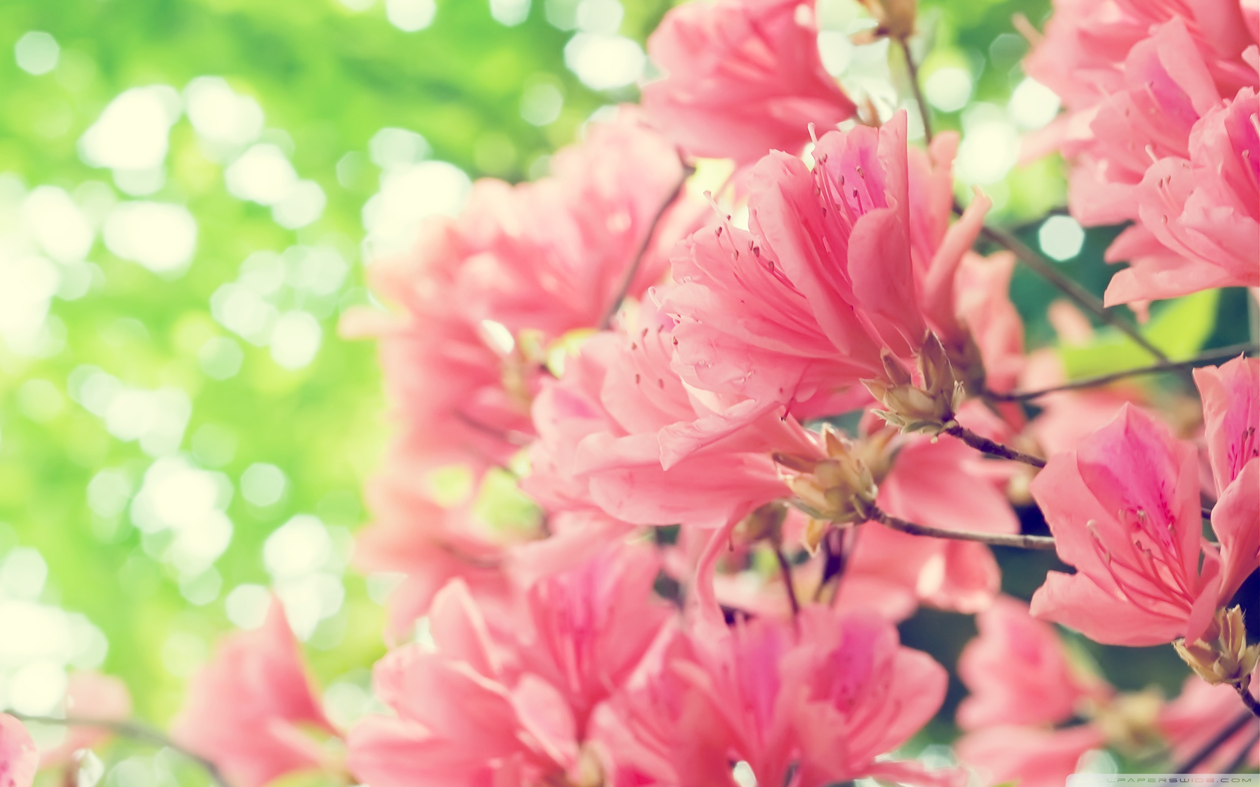 beautiful_spring_flowers-wallpaper-2560x1600.jpg