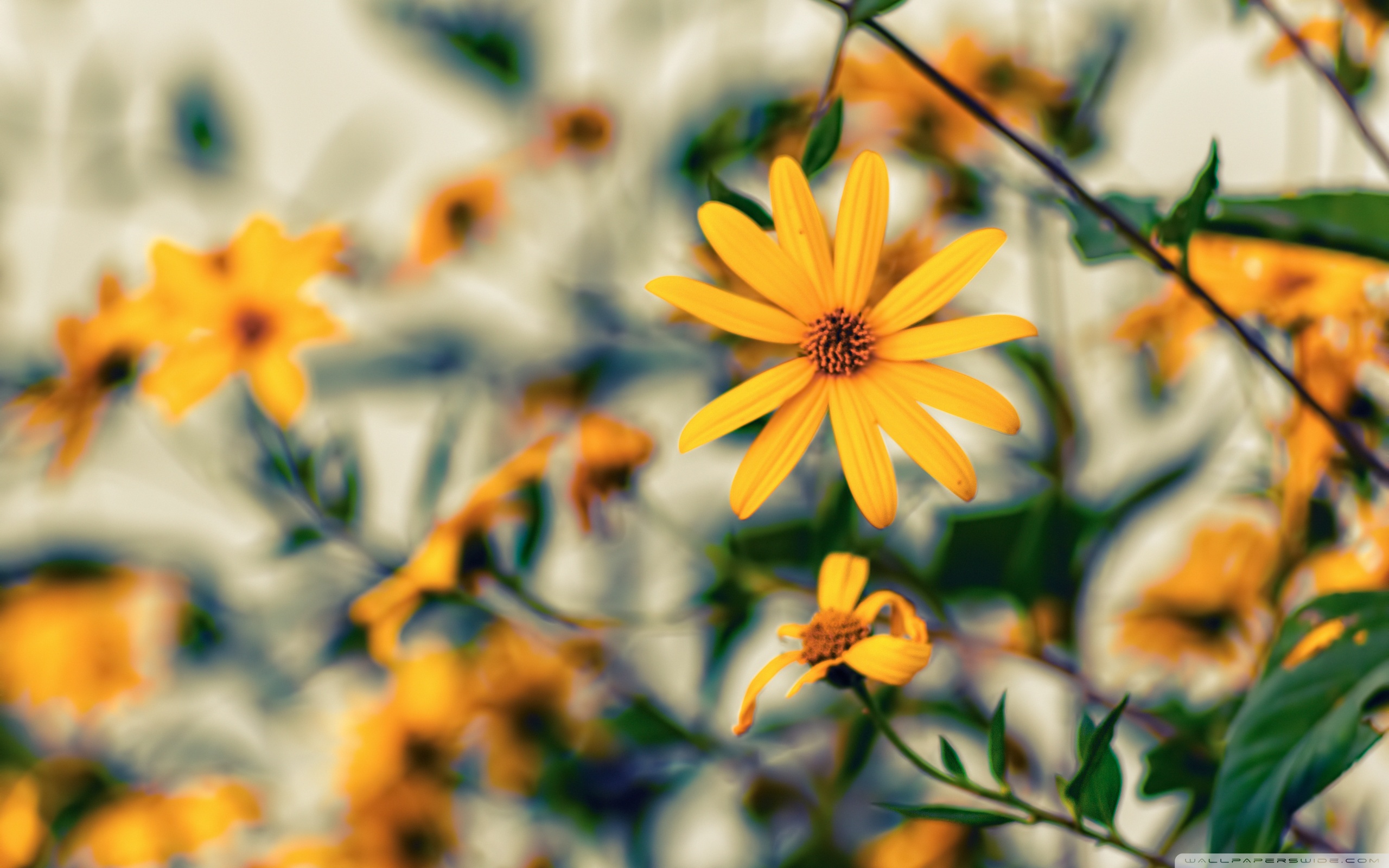 yellow_flower_25-wallpaper-2560x1600.jpg