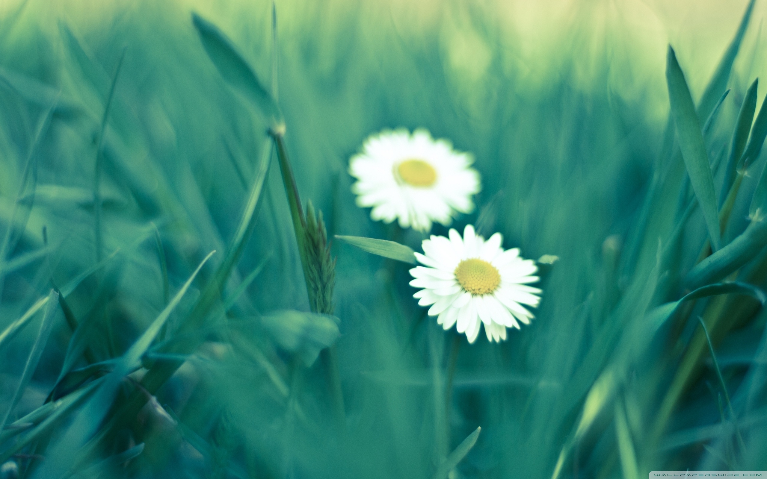 two_daisies-wallpaper-2560x1600.jpg
