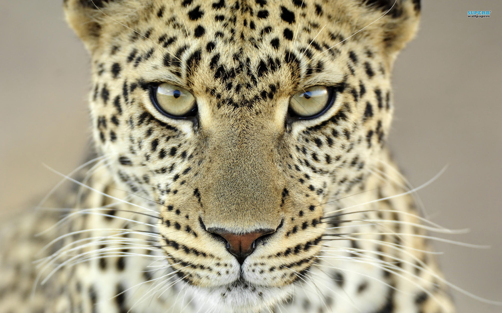leopard-4129-1920x1200.jpg
