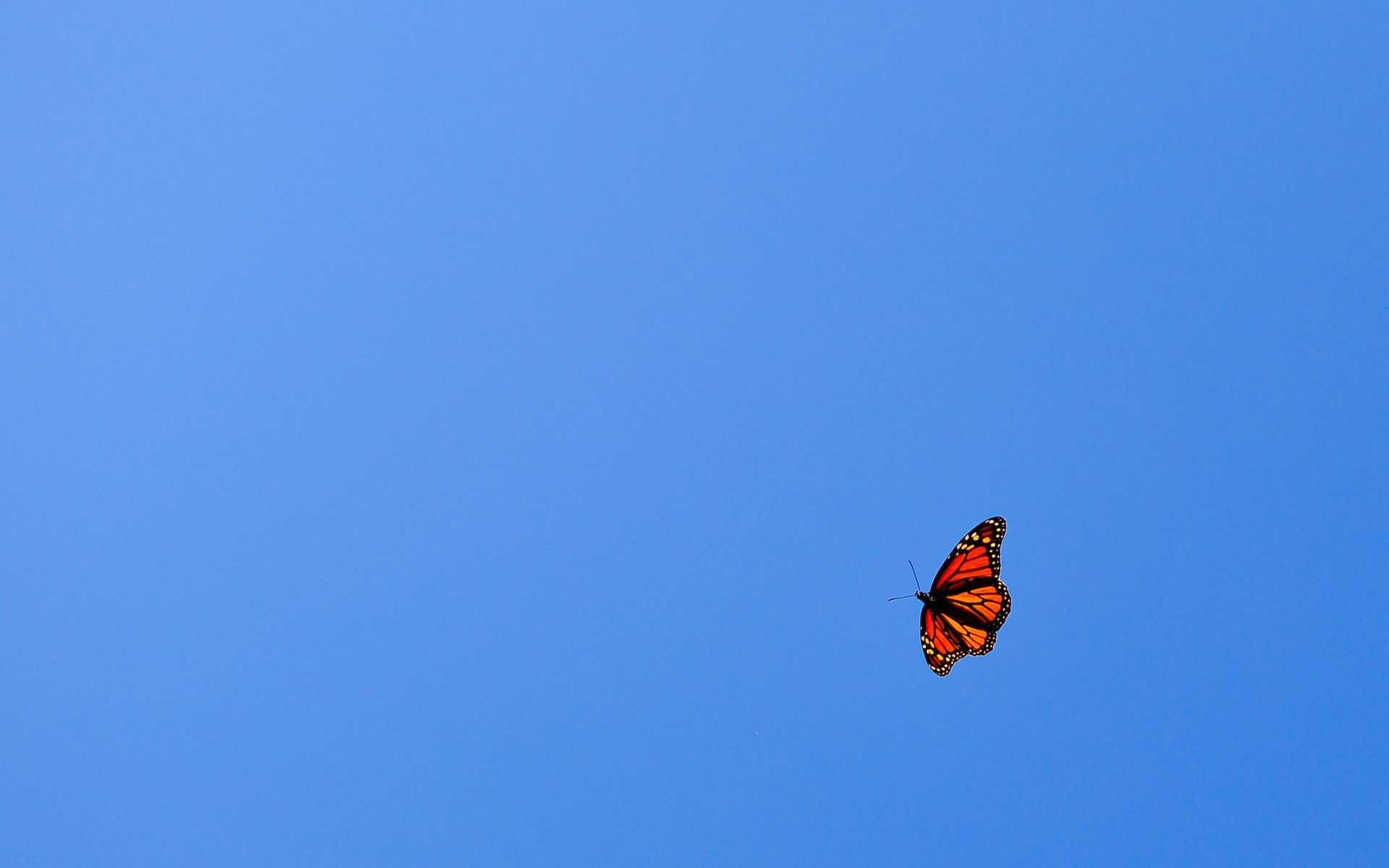 Butterfly.jpg