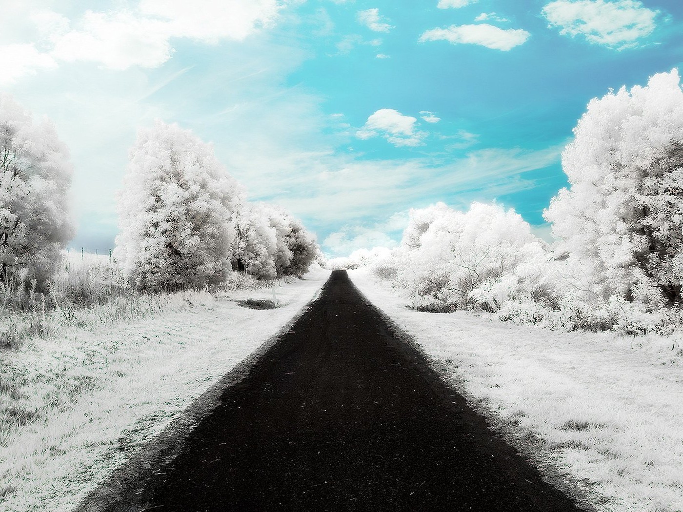 Infrared-Photography-infrared-photography-snow-trees-1400x1050.jpg