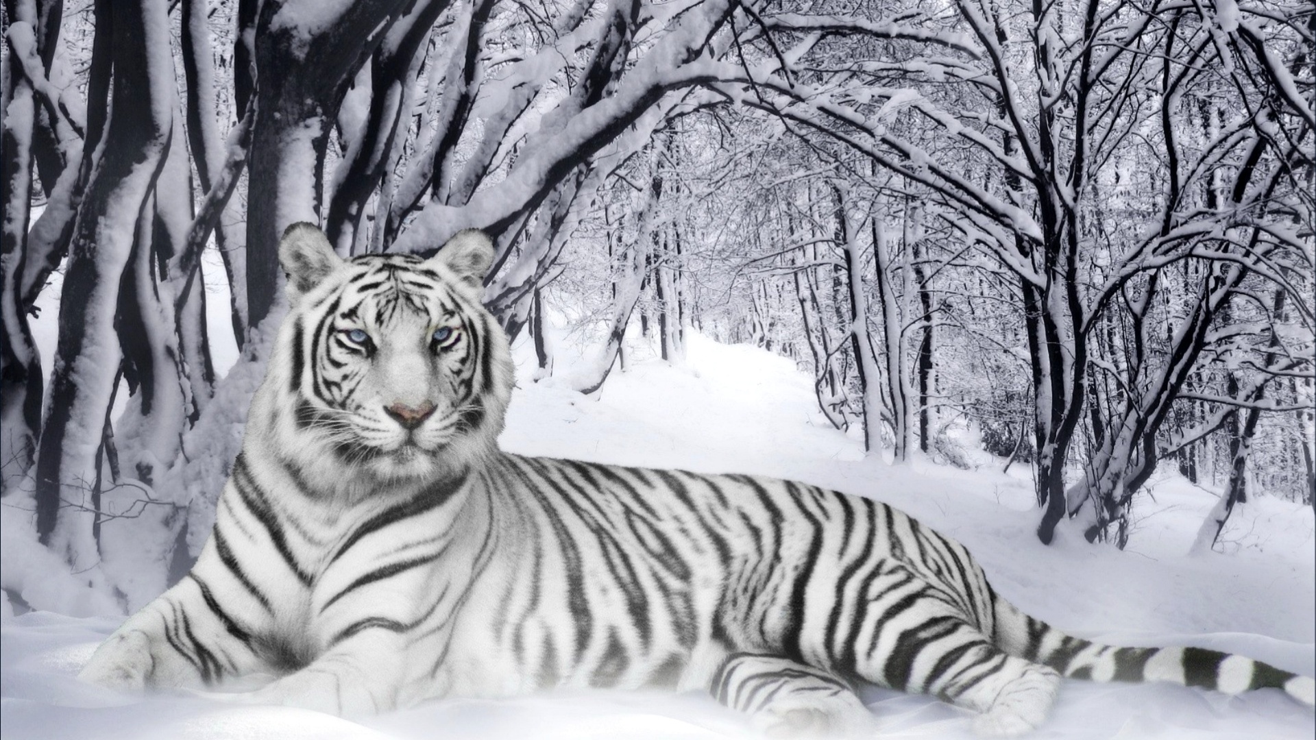 white-tiger-1920x1080.jpg