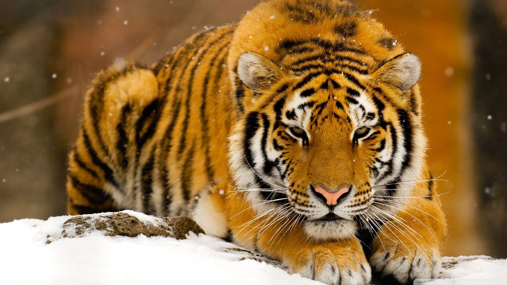 siberian_tiger_in_snow-1920x1080.jpg