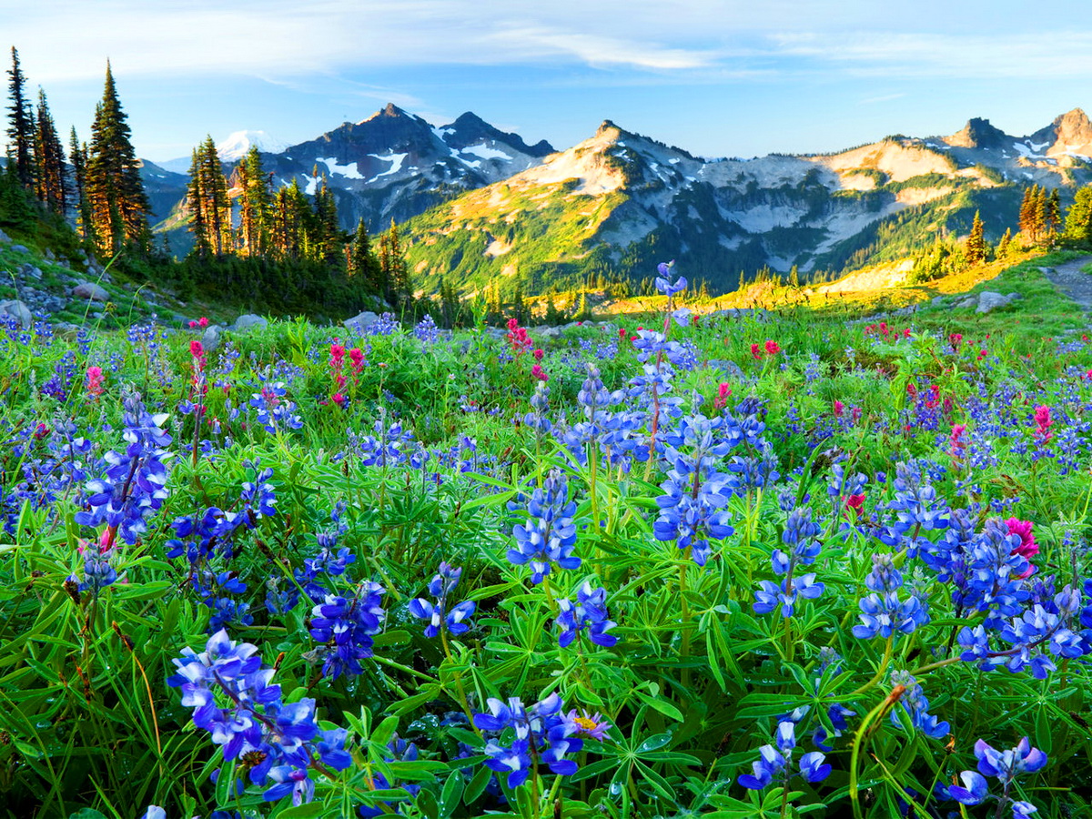 Mountain wildflowers.jpg