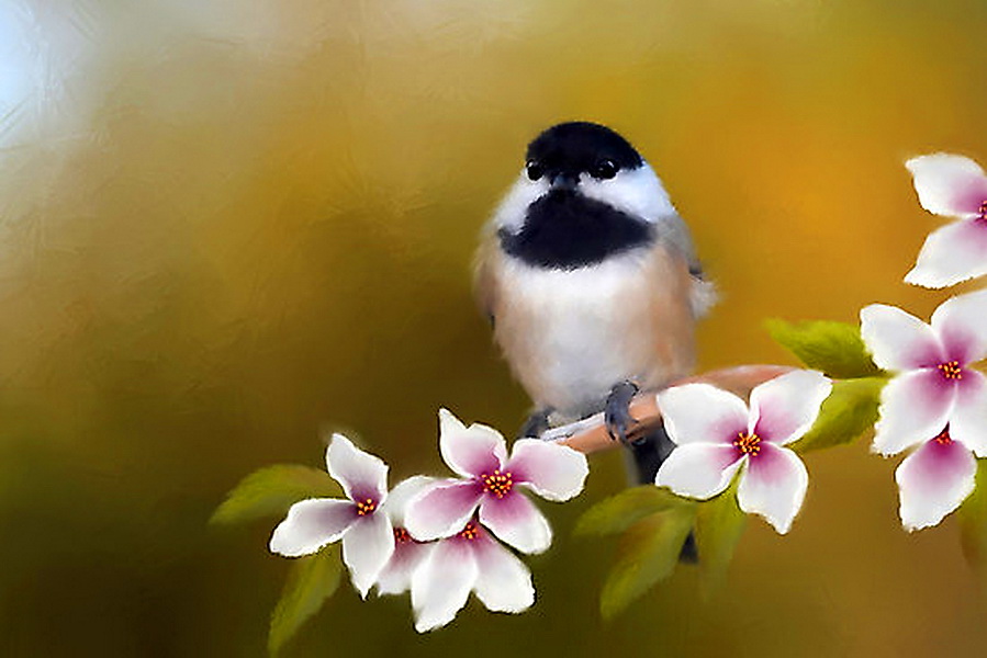 apple-blossom-chickadee.jpg