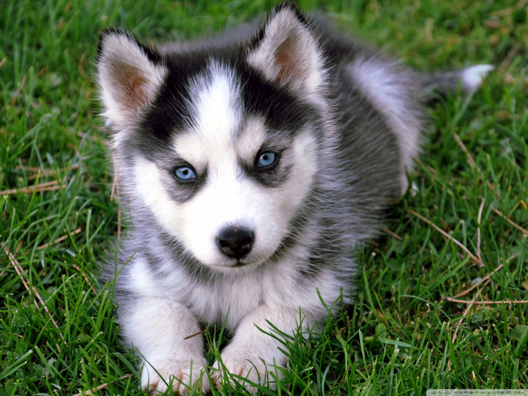 cute_husky_puppy-wallpaper-2048x1536.jpg