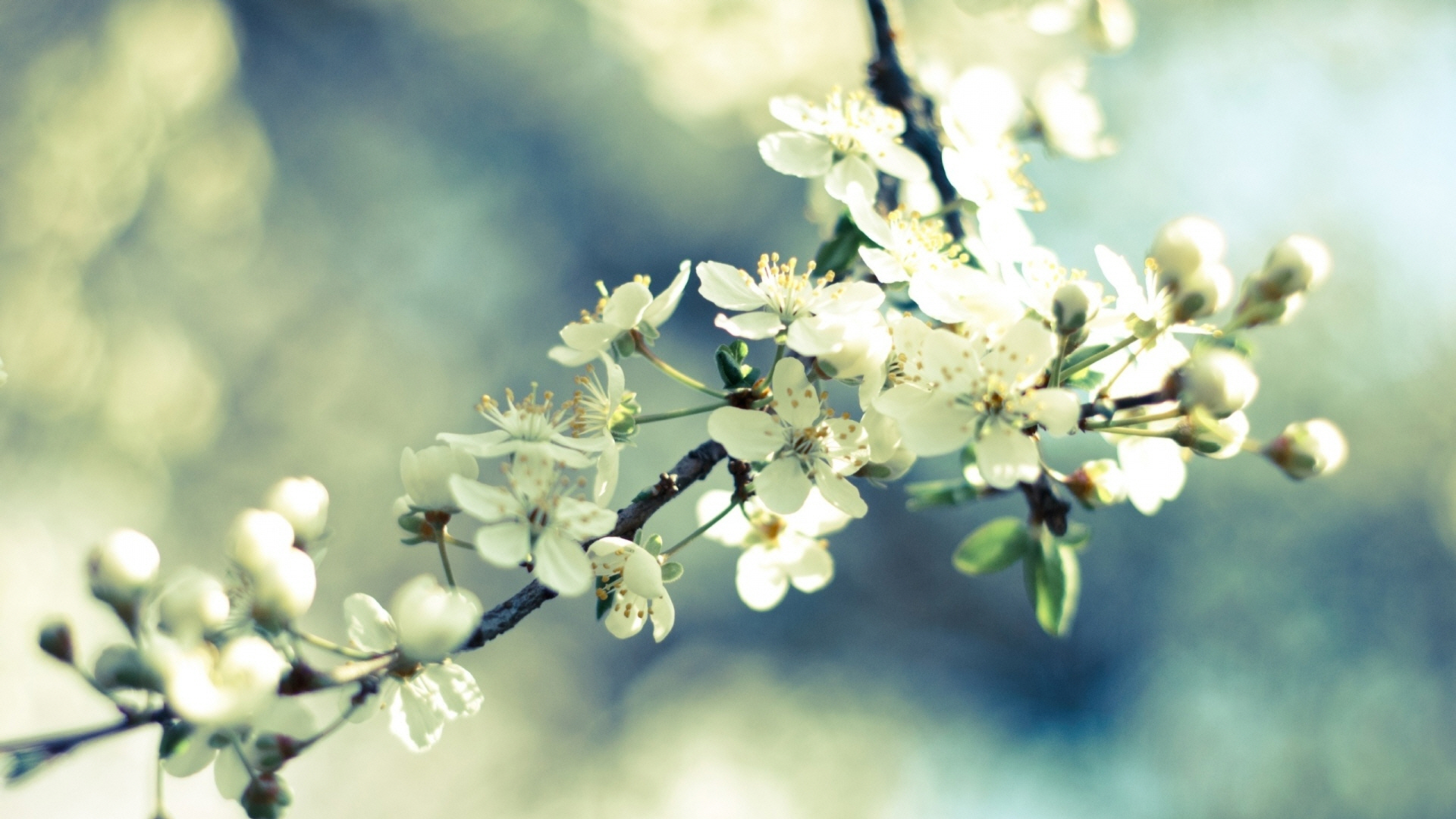 spring_cherry_blossoms-wallpaper-1920x1080.jpg