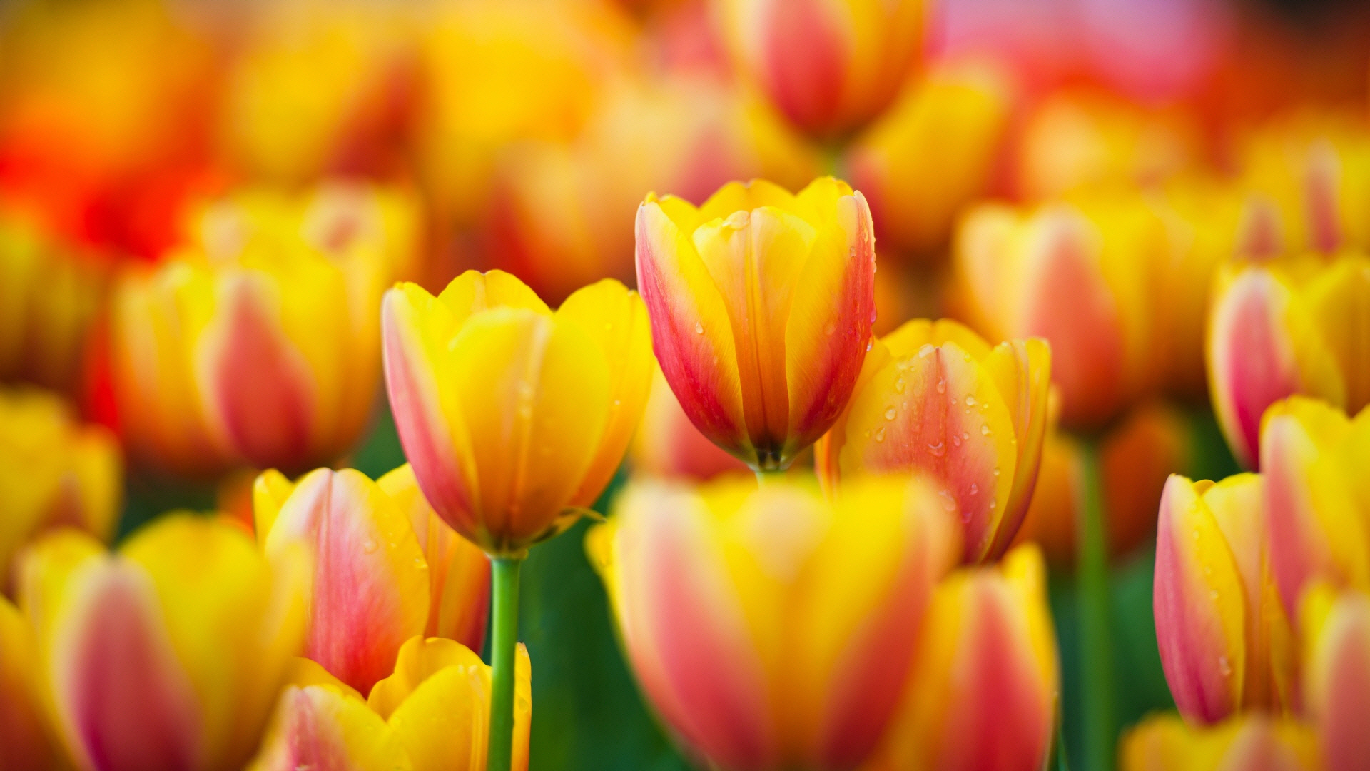 yellow_pink_tulips-wallpaper-1920x1080.jpg