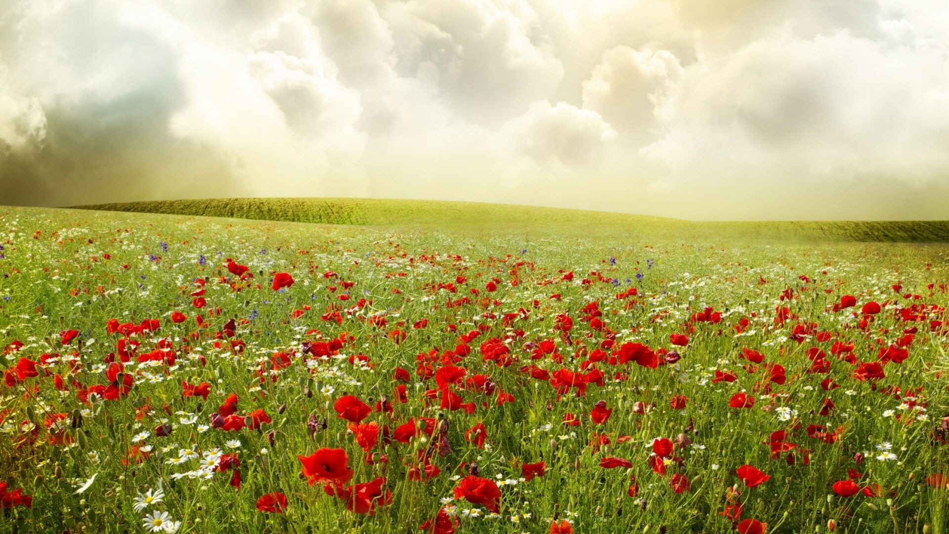 beautiful_poppy_field_2-wallpaper-1920x1080.jpg