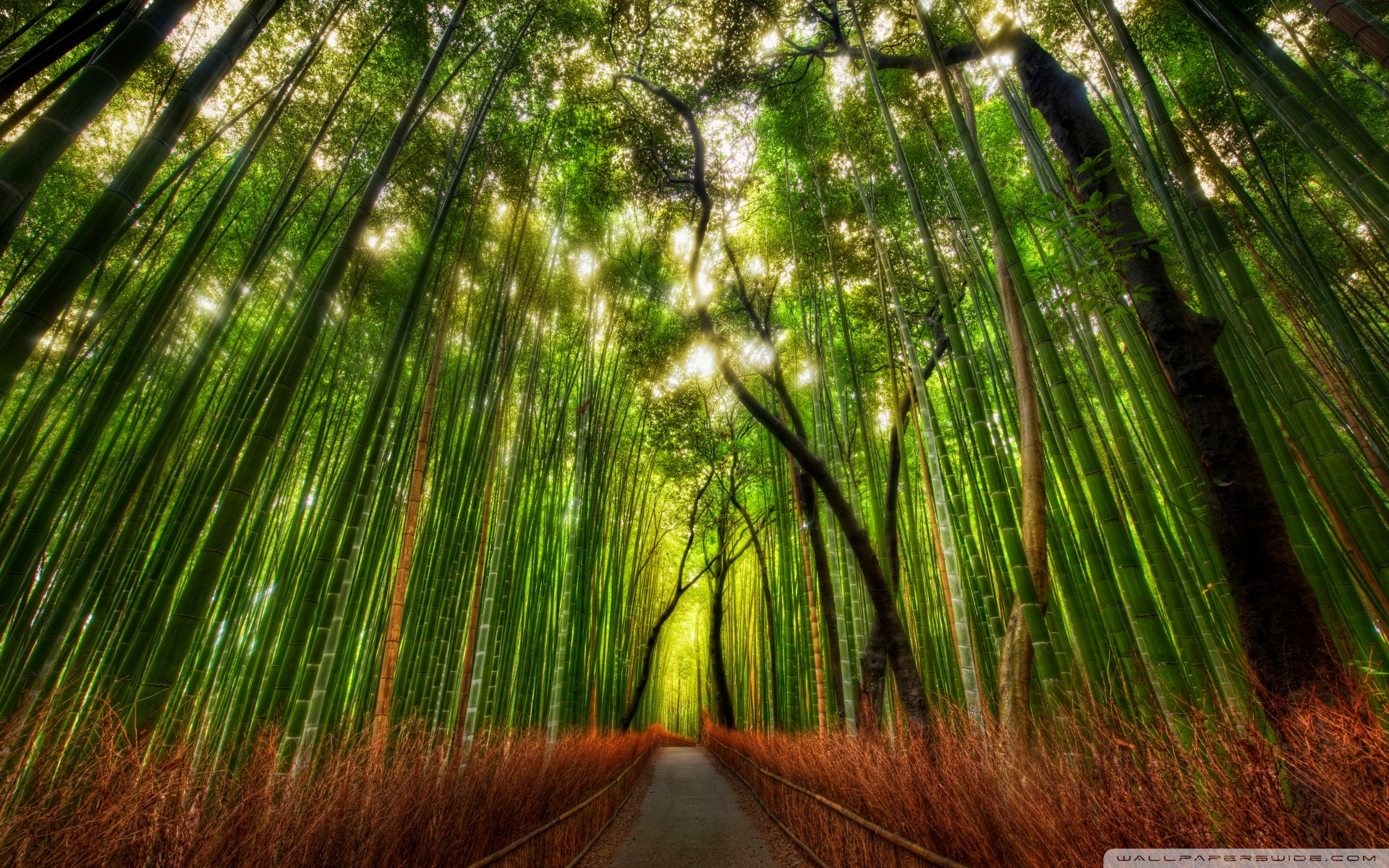 bamboo_forest-wallpaper-1920x1200.jpg