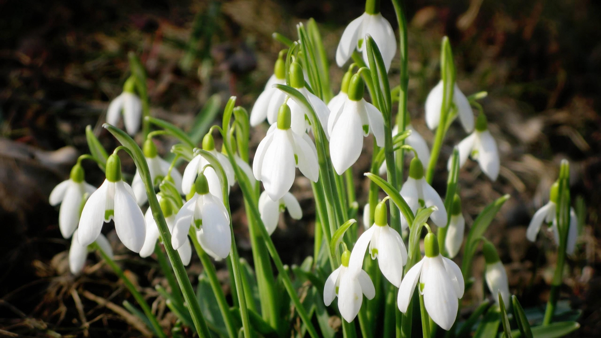 snowdrops_bundle-wallpaper-1920x1080.jpg