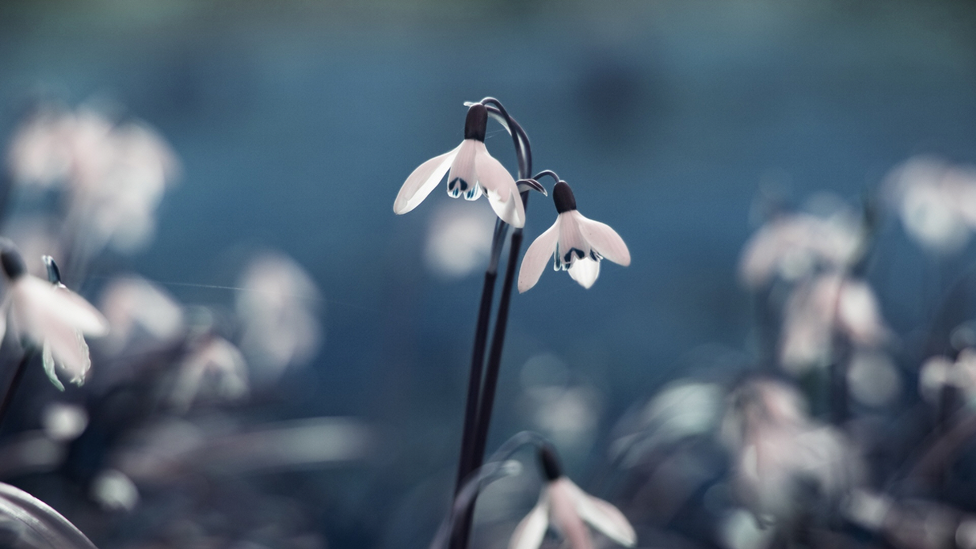 opened_snowdrops-wallpaper-1920x1080.jpg