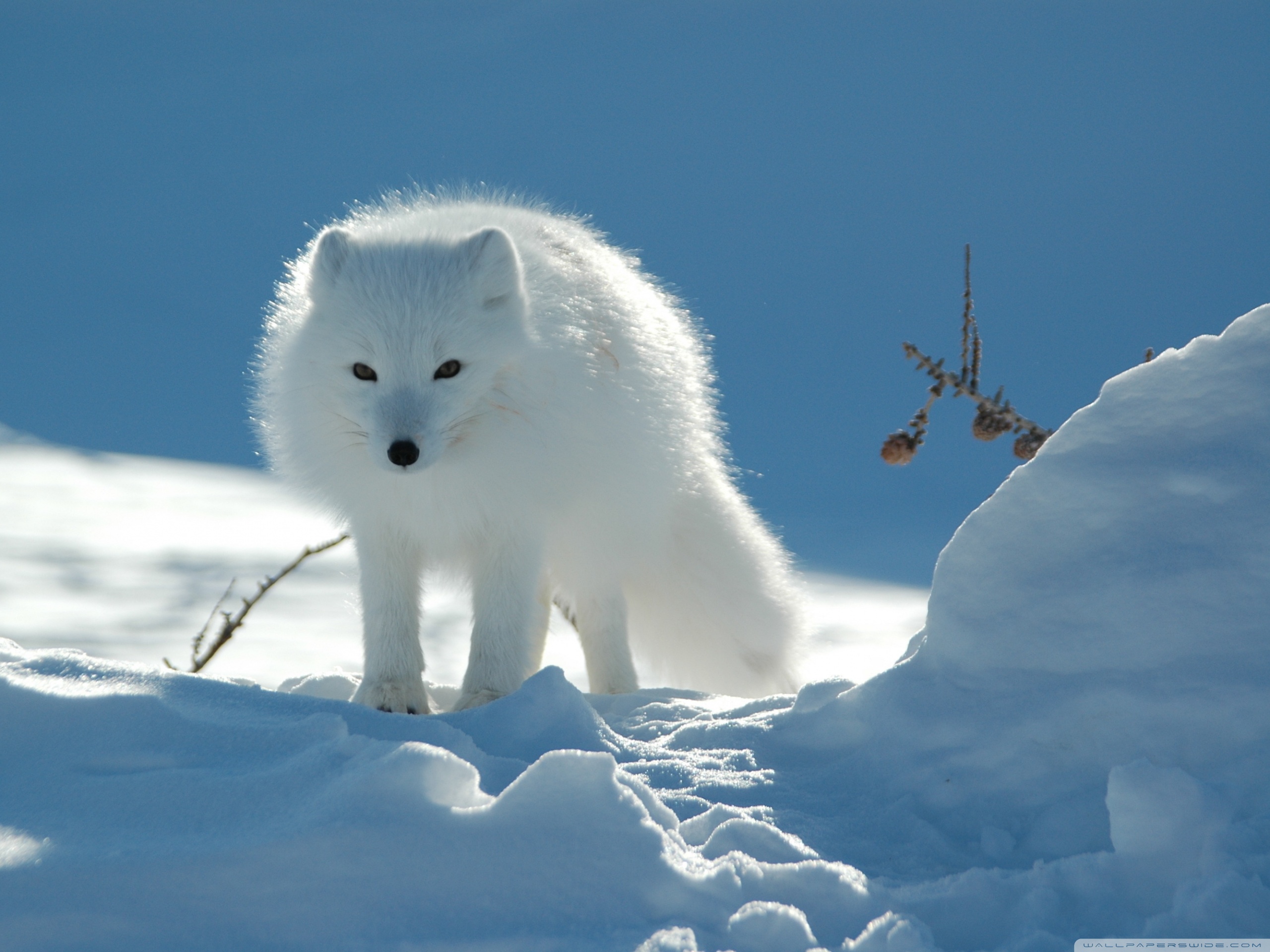 white_fox-wallpaper-2560x1920.jpg