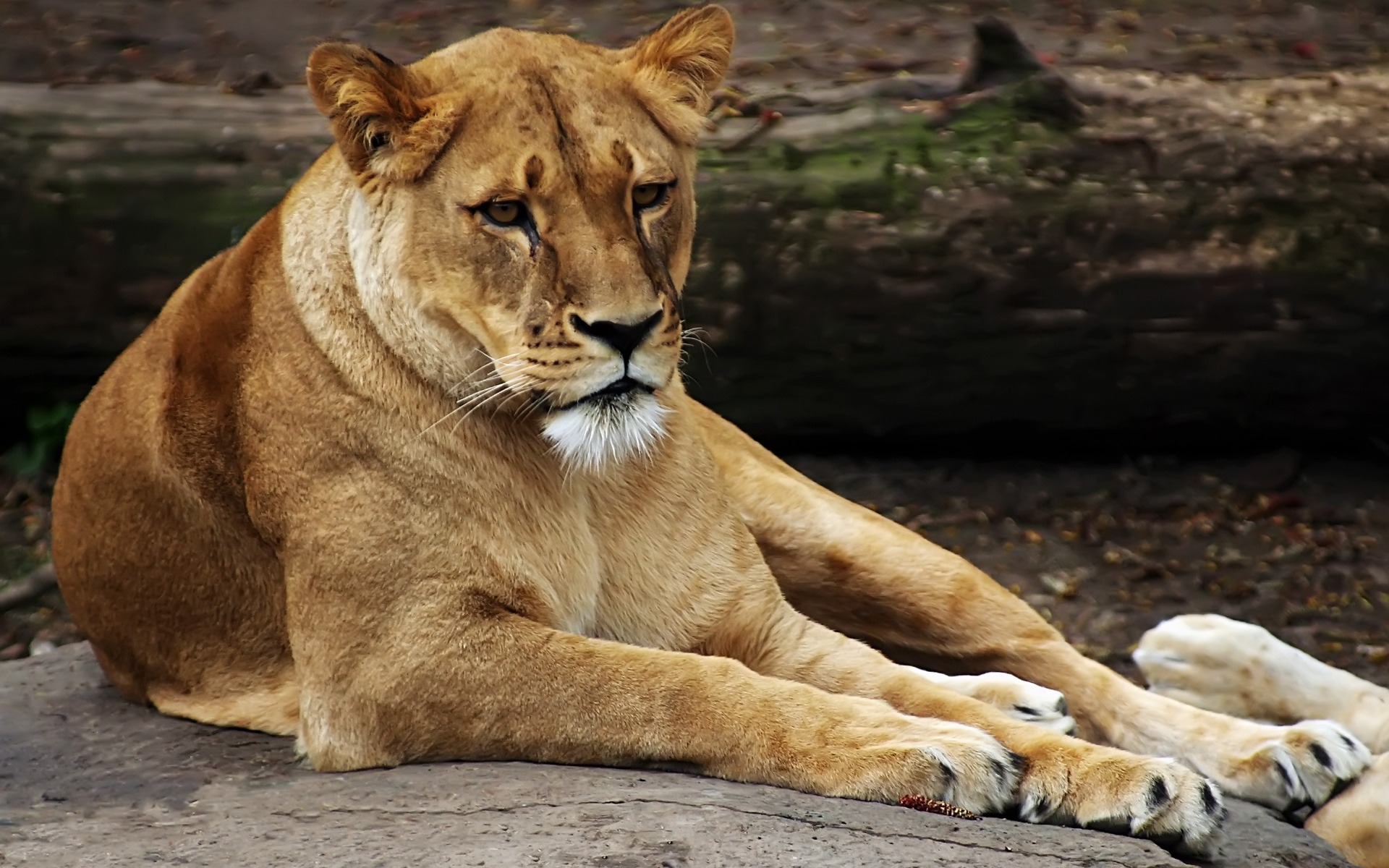 lioness_1920_x_1200_widescreen_freest80.jpg