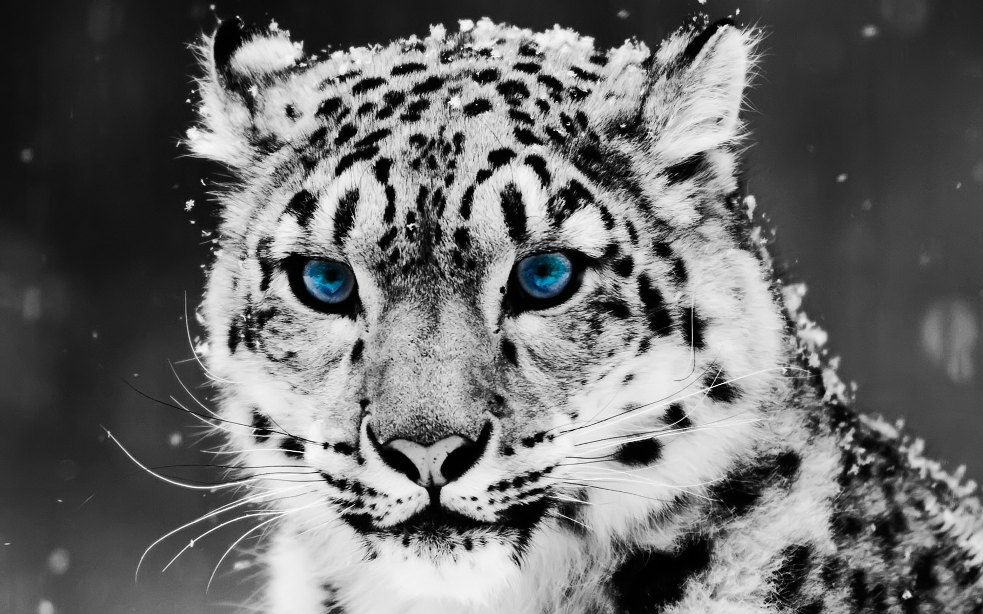 snow_leopard_1920_x_1200_widescreen_freest80.jpg